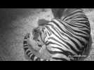 Newborn tiger cubs open their eyes for first time