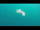 Green sea turtles released into Pacific Ocean
