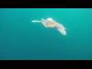 Green sea turtles released into Pacific Ocean