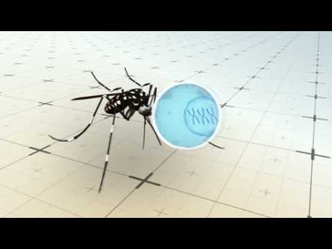 How genetically modified mosquitoes could stop Zika virus spread