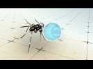 How genetically modified mosquitoes could stop Zika virus spread