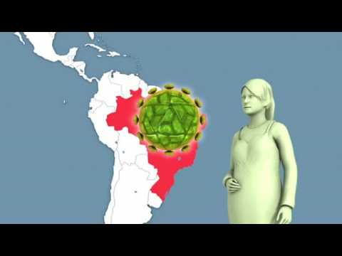 Zika virus outbreak likely to spread throughout the Americas: WHO