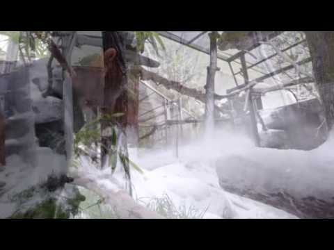 San Diego Zoo surpises it's snow leopards with a snow covered habitat