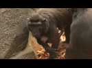 British zoo releases images of rare baby monkey