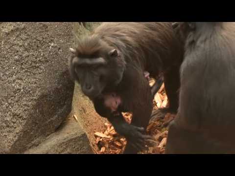 England based, Chester Zoo releases images of rare newborn monkey