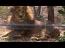 Rescued lions released into South African sanctuary