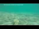 Study reveals unexpected levels of bleaching in Seychelles coral reef