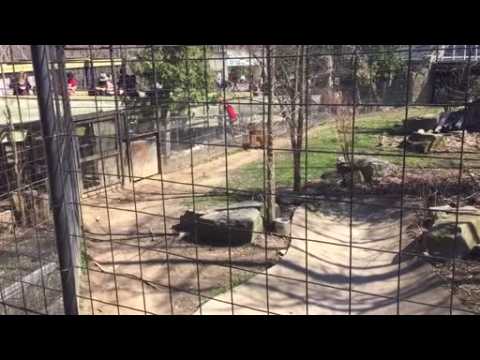 Woman hops fence into Toronto tiger area