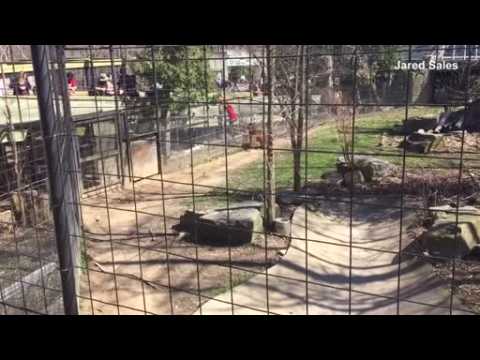 Woman hops fence into Toronto tiger area