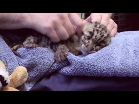 Triplet leopard cubs make their debut at Washington zoo