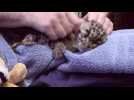 Triplet leopard cubs make their debut at Washington zoo
