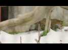 Jaguars enjoy surprise snow day at San Diego Zoo