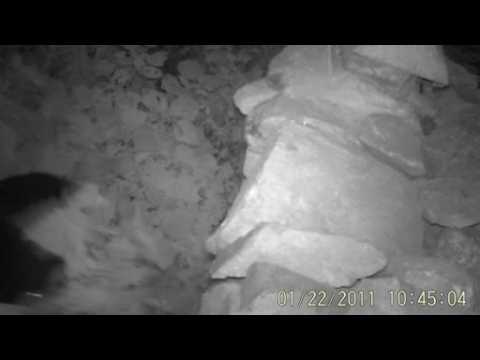 Black bear honey thief caught on camera