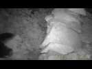 Black bear honey thief caught on camera