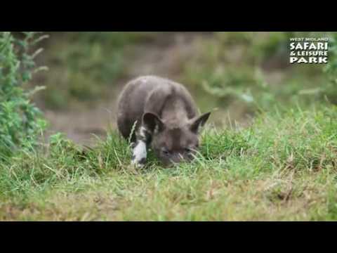 African painted dog pups born at England safari park