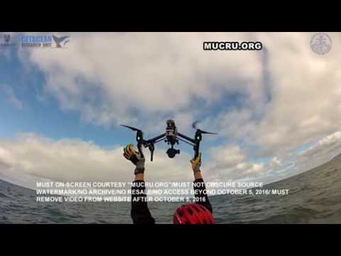 Rare white southern right whale calf caught on drone camera