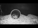 British zoo records rare images of endangered rat species