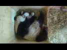 Vienna Zoo panda twins open their eyes, more active with mother