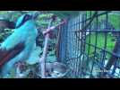 Endangered green magpie born at UK zoo