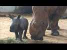 Rare white rhino calf born at English zoo