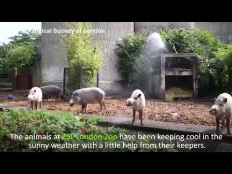 Zookeepers find new ways to keep animals cool at London Zoo