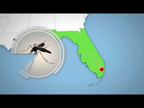 Florida finds Zika-carrying mosquitoes in Miami Beach