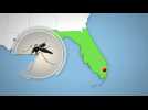 Florida finds Zika-carrying mosquitoes in Miami Beach