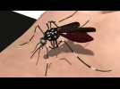 How mosquitoes suck blood and pass on diseases like Zika