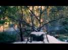 A set of pandas get a surprise snow day