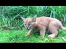 Caracal kittens from Oreagon Zoo exploring their habitat