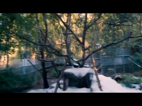 Pandas get a surprise snow day in San Diego