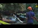 Crews clear fallen tree after Ida remnants wreak havoc in New York