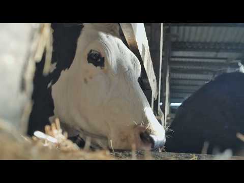 Cow - Bande annonce 3 - VF - (2021)