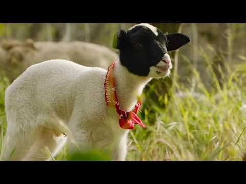 Tout est possible : le retour - Bande annonce 1 - VO - (2022)