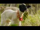 Tout est possible : le retour - Bande annonce 1 - VO - (2022)