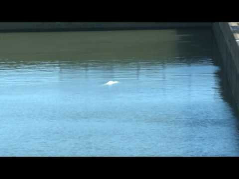 Beluga whale stranded in France's Seine river