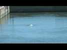 France: beluga whale stranded in Seine river lock