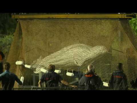 Stranded beluga whale removed from France's Seine river