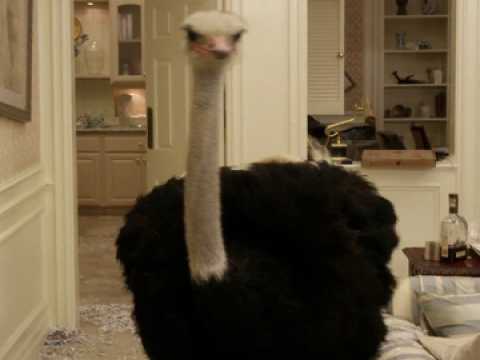 Arrested Development - Extrait 4 - VO