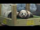 Mbappé at French zoo to unveil twin pandas, 'Yuandudu' and 'Huanlili'