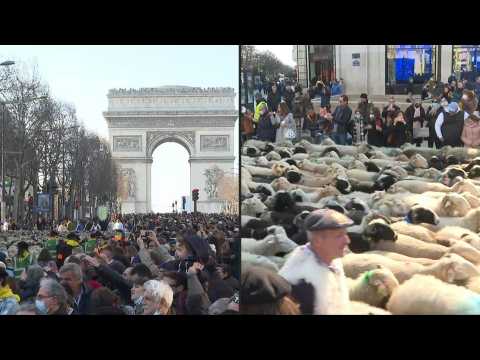 Farmers walk animals down the Champs-Elysées on final day of Paris agricultural fair