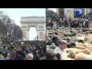 Farmers walk animals down the Champs-Elysées on final day of Paris agricultural fair