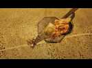 Fall - Teaser 1 - VO - (2022)