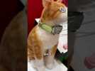 TÉLÉPHONEZ à votre ANIMAL DE COMPAGNIE #shorts