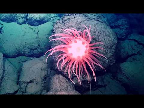 Deep Rising - Bande annonce 1 - VO - (2023)