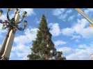 Vatican puts up Christmas tree in St. Peter's Square