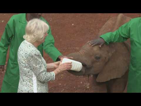 Queen Camilla visits elephant orphanage on second day of state visit to Kenya