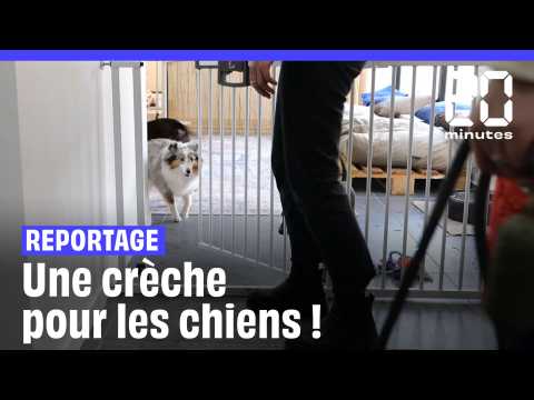  La première crèche pour chiens ouvre à Puteaux