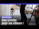  La première crèche pour chiens ouvre à Puteaux