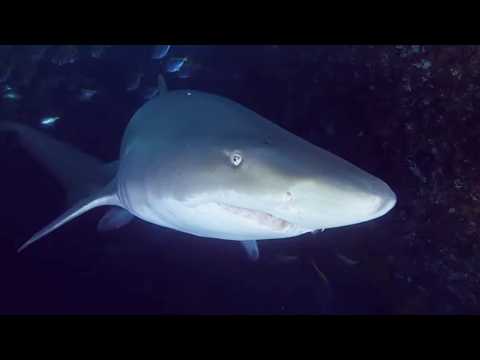 Sharksploitation - Bande annonce 1 - VO - (2023)